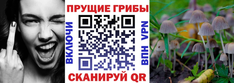 хочу   Каспийск  Псилоцибиновые грибы Cubensis 