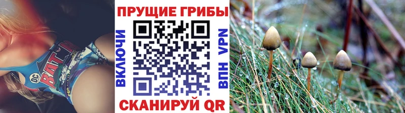 Псилоцибиновые грибы Psilocybe Каспийск